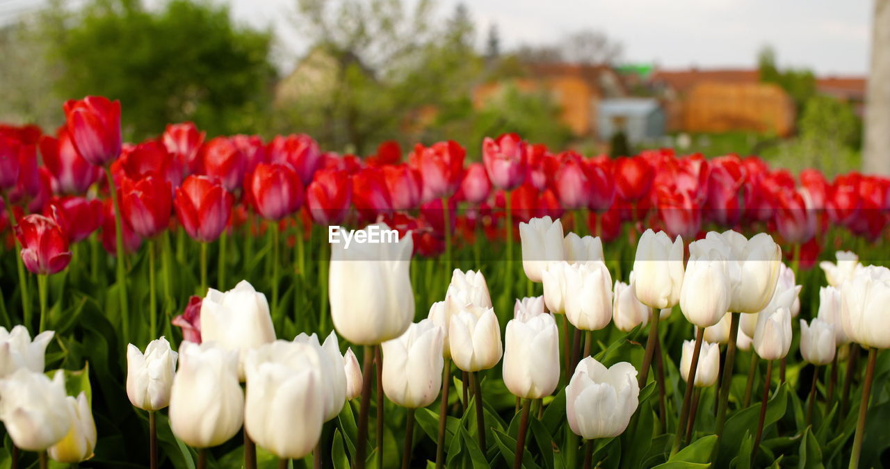 plant, flower, flowering plant, beauty in nature, tulip, freshness, nature, fragility, petal, flower head, close-up, inflorescence, red, springtime, growth, white, flowerbed, no people, field, focus on foreground, land, outdoors, green, blossom, landscape, day, multi colored, plant bulb, sky, botany, ornamental garden, environment, garden, grass, leaf, plant part
