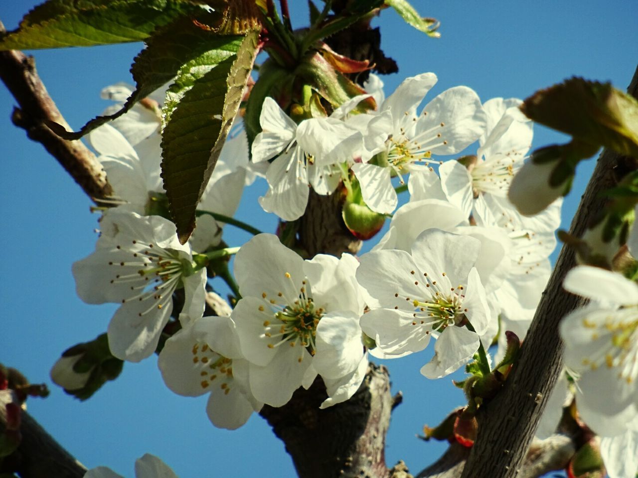 LOW ANGLE VIEW OF WHITE FLOWERS BLOOMING AGAINST SKY