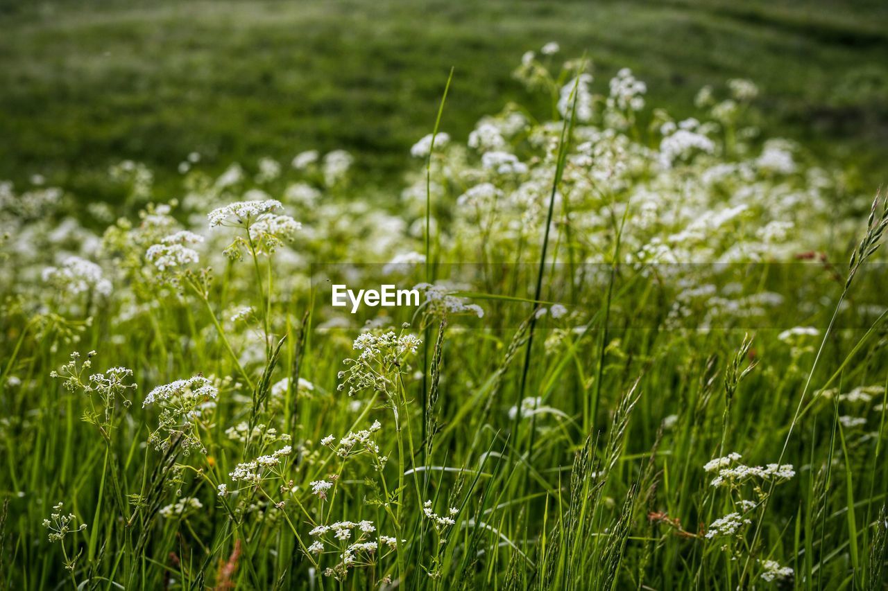 Wildflowers growing in field