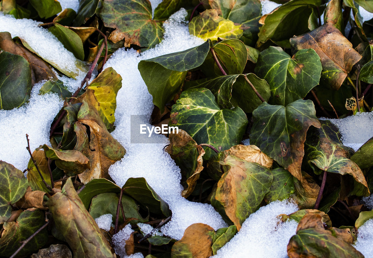 Close-up of frozen plants