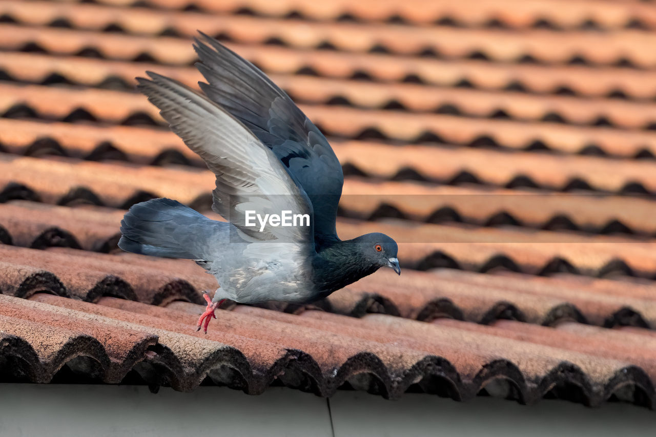 LOW ANGLE VIEW OF PIGEON