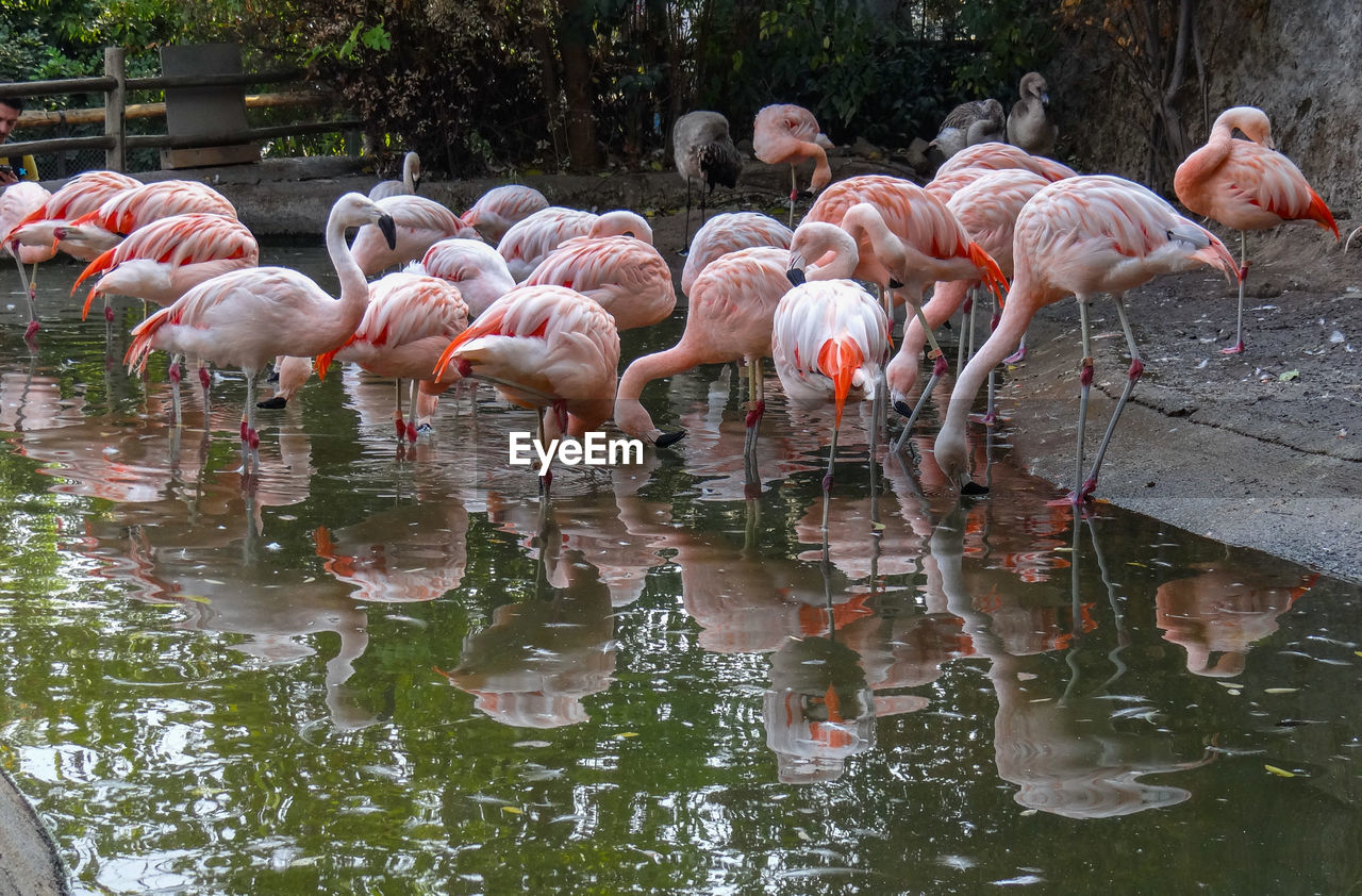 Flock of flamingos in lake