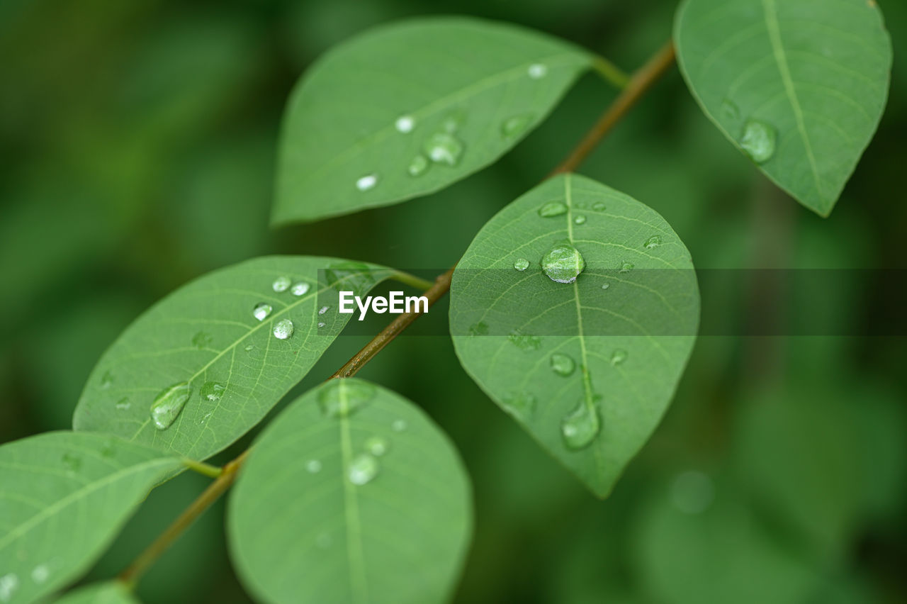 Close up of raindrops on green leave and nature background.