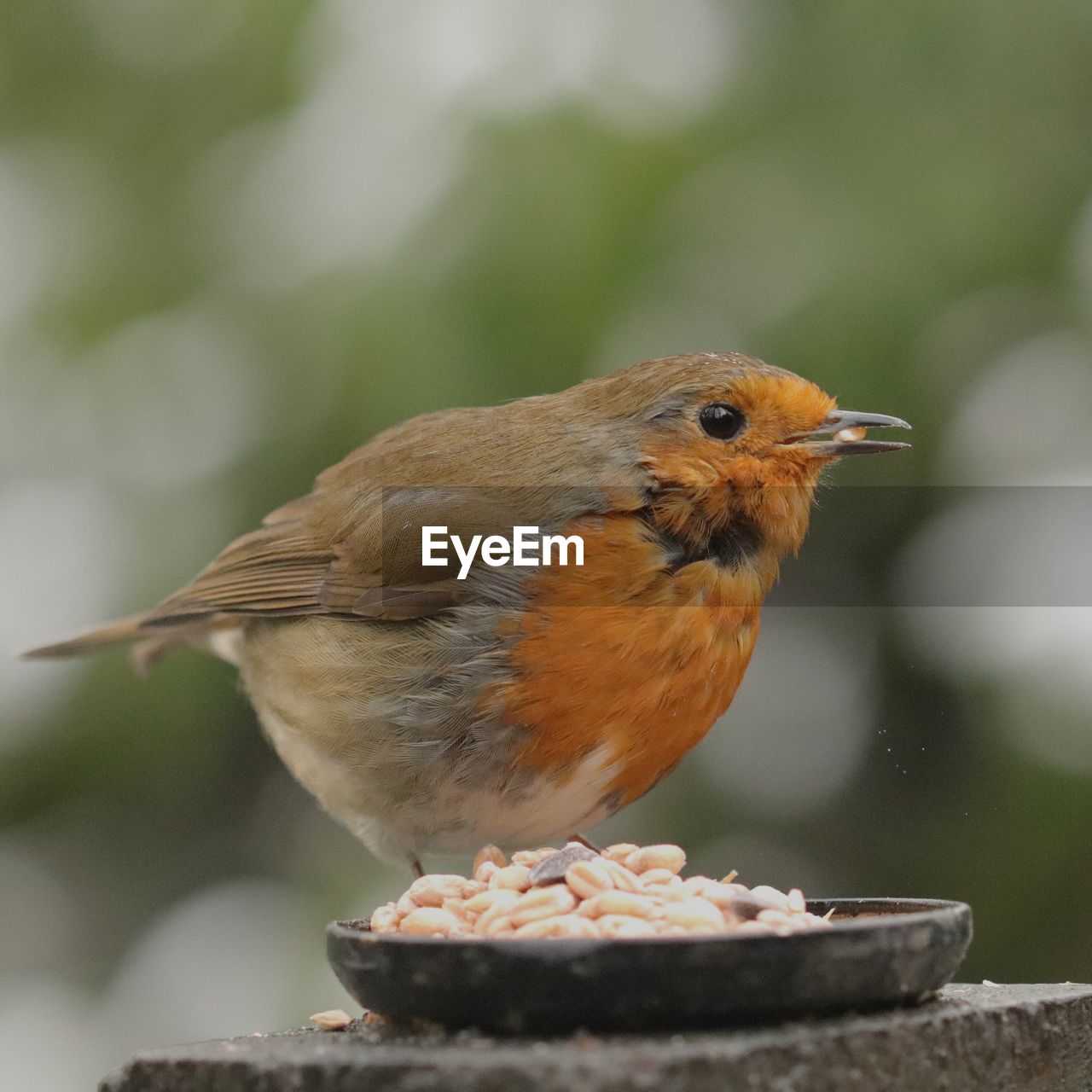 CLOSE-UP OF BIRD PERCHING ON A LEAF