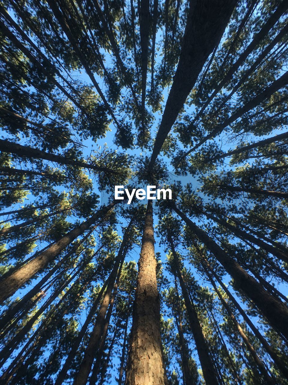 Low angle view of pine tree against sky