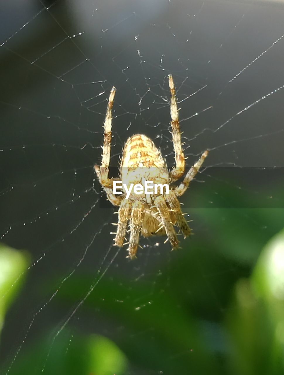 CLOSE-UP OF SPIDER WEB ON WEB