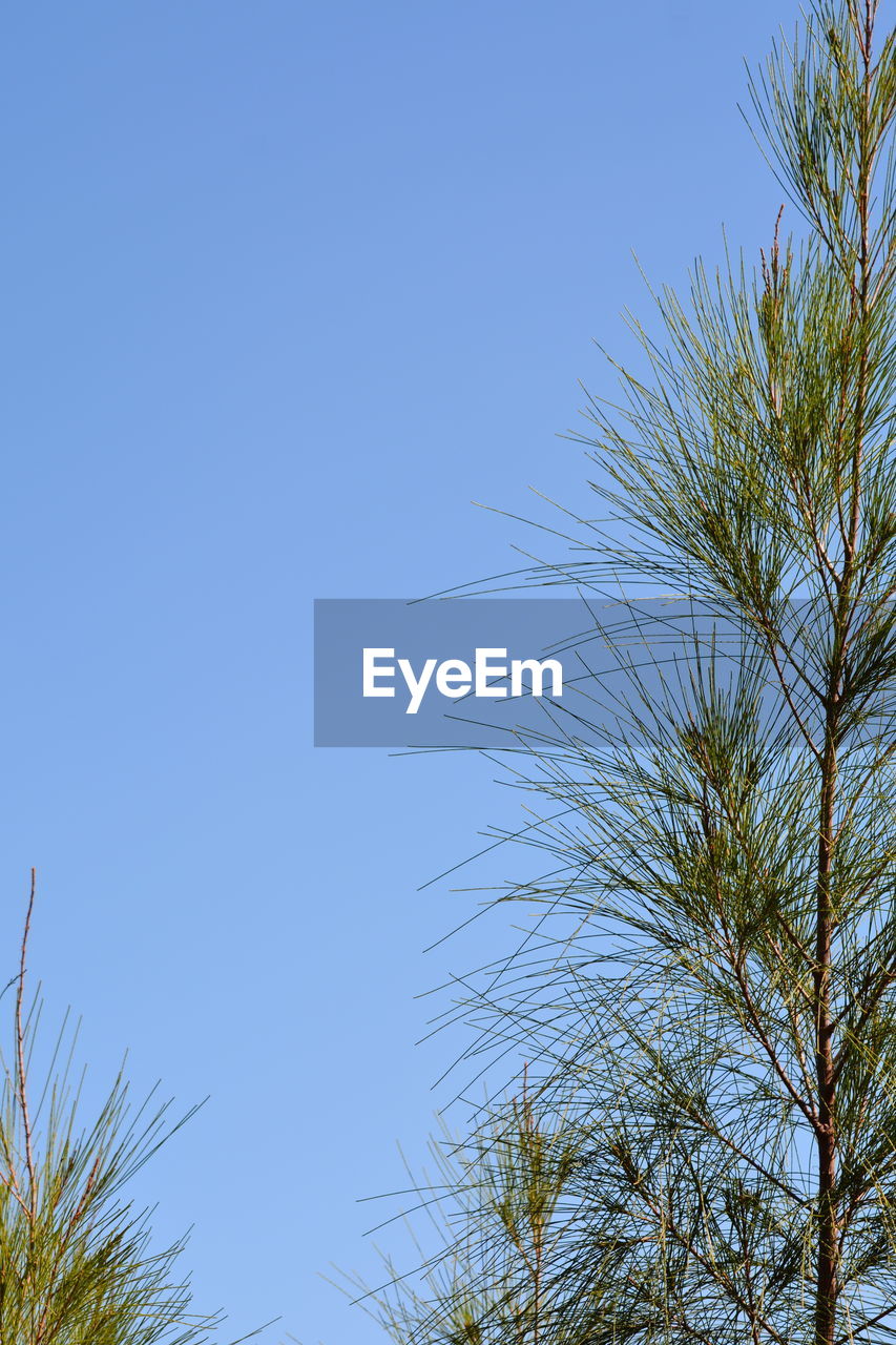 LOW ANGLE VIEW OF BIRD ON TREE AGAINST CLEAR SKY