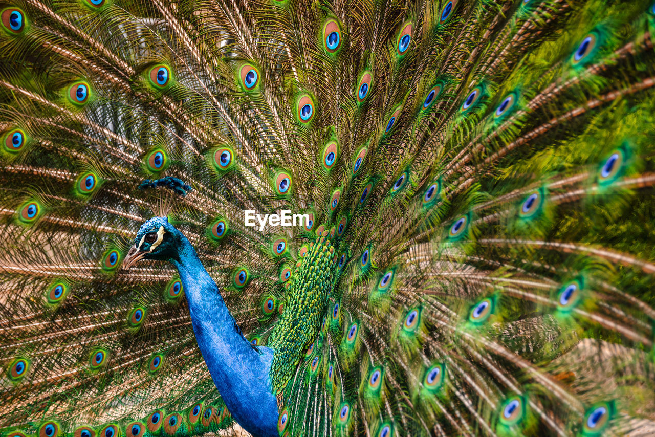 detail shot of peacock