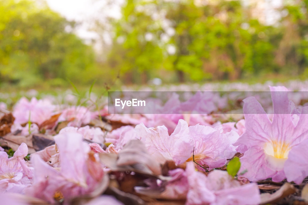 CLOSE-UP OF PINK CHERRY BLOSSOM FLOWERS