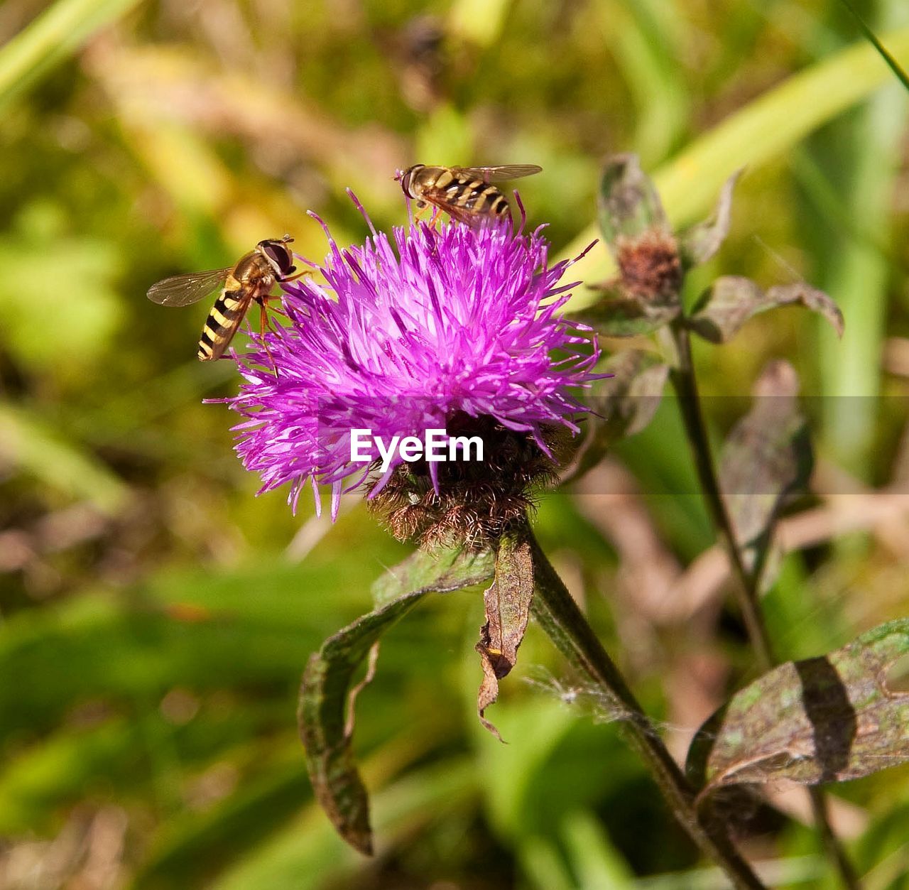 Close-up of hornets on thistle