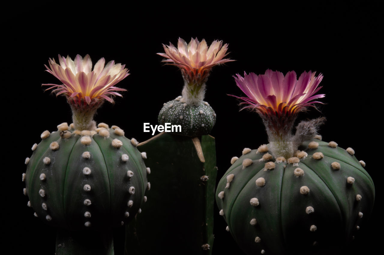 CLOSE-UP OF SUCCULENT PLANT