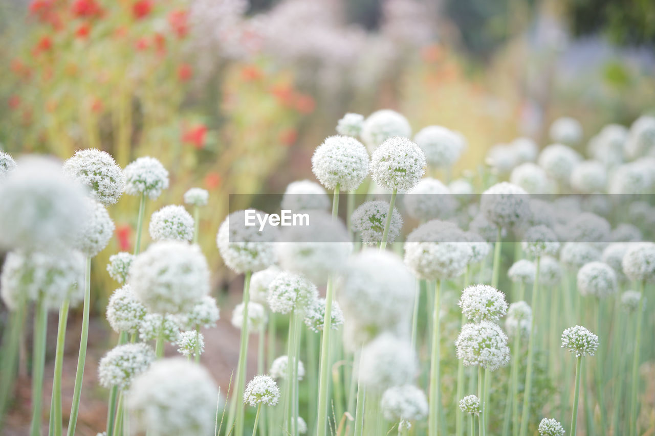 CLOSE-UP OF WHITE FLOWERING PLANTS IN FIELD