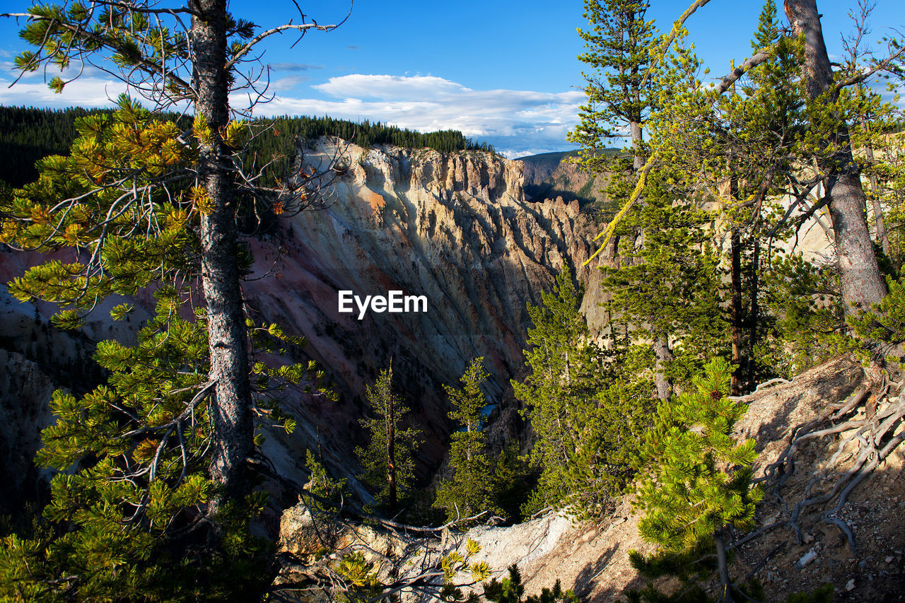 Trees on landscape against sky
