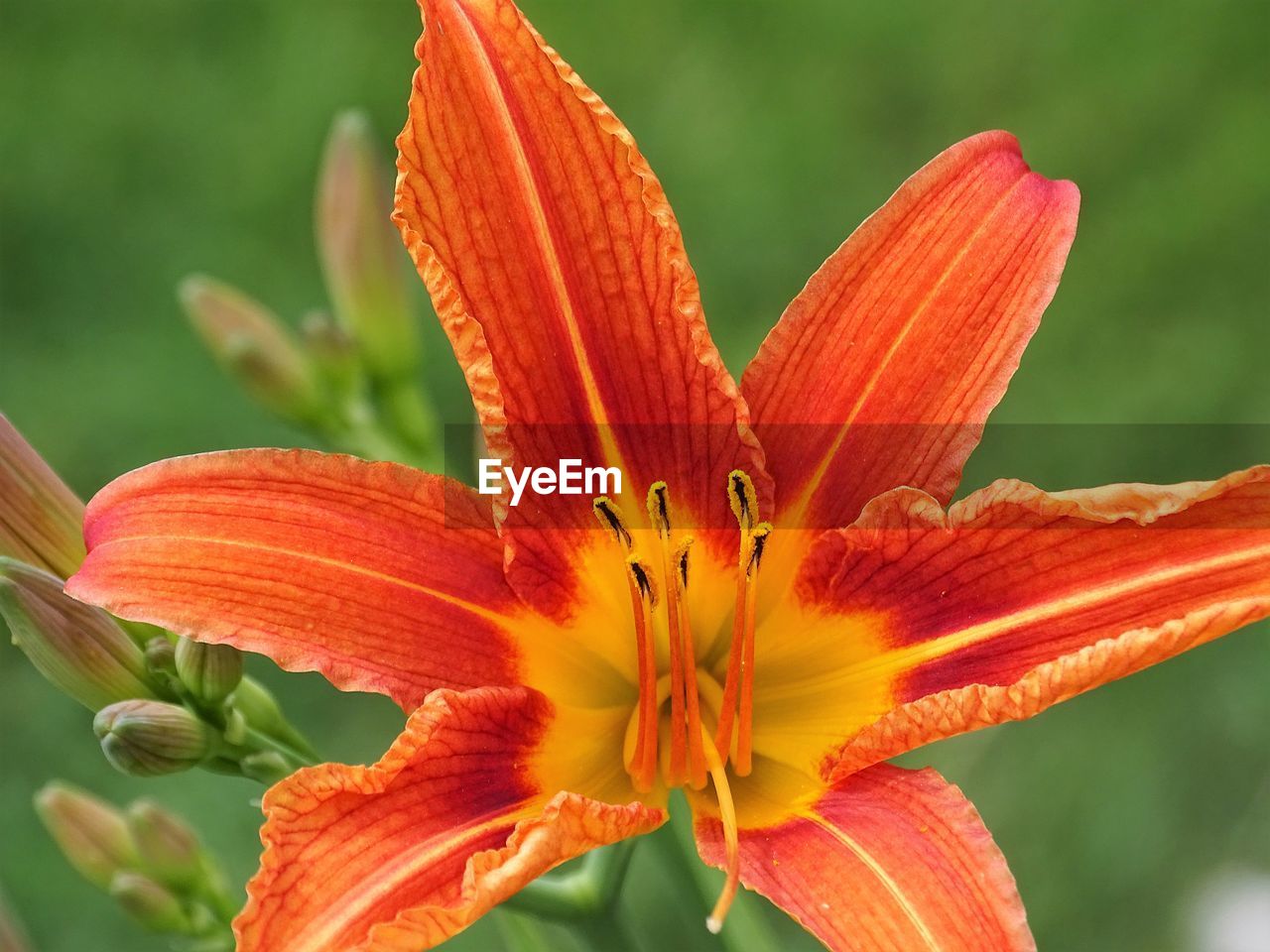 Close-up of orange day lily