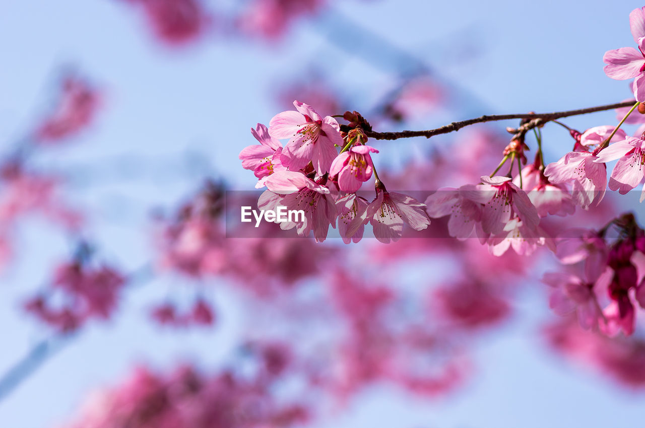 CLOSE-UP OF BUMBLEBEE ON PINK CHERRY BLOSSOM