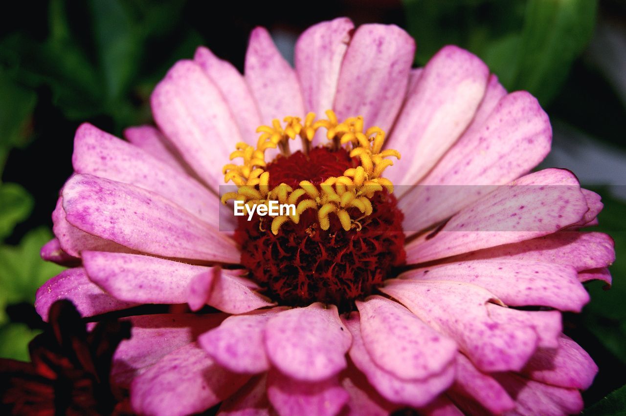 CLOSE-UP OF PINK FLOWER WITH POLLEN