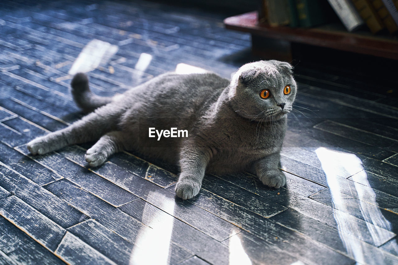 high angle view of cat lying on wooden table