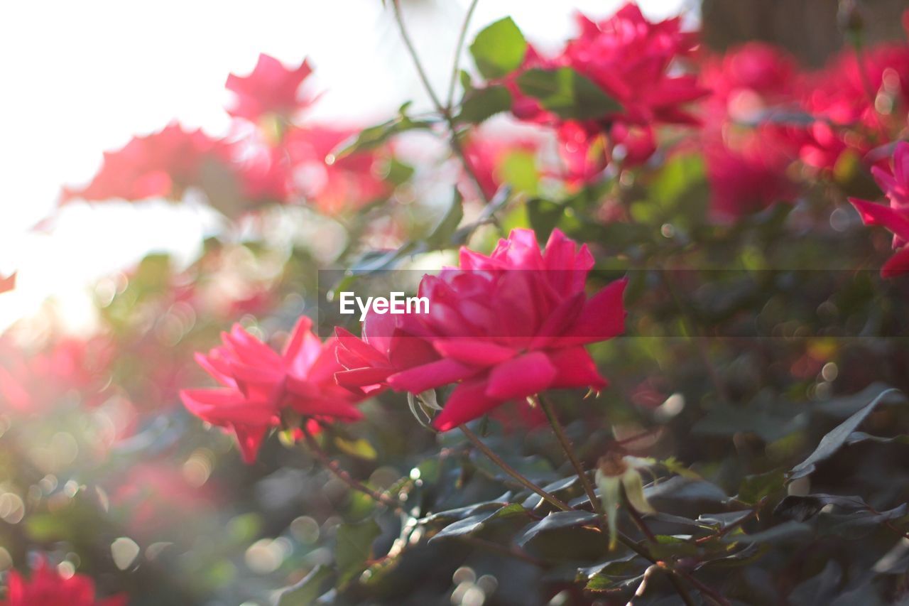 CLOSE-UP OF PINK FLOWER BLOOMING OUTDOORS