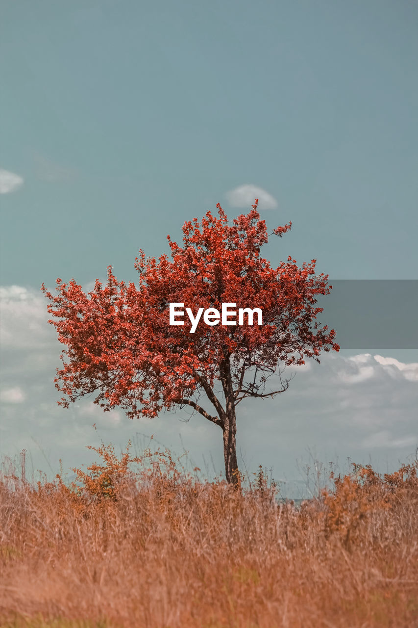 Autumn tree on field against sky