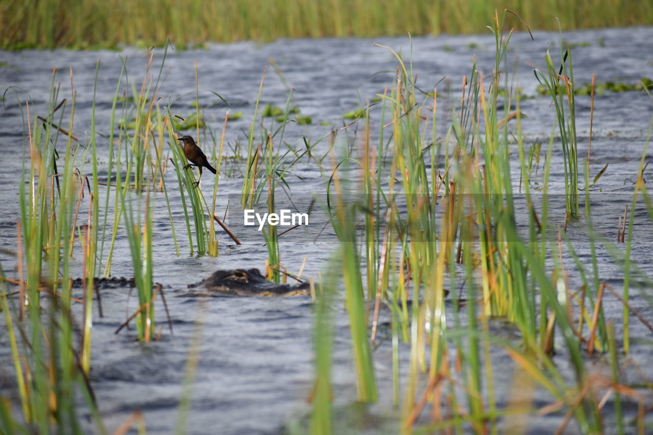 PLANTS IN LAKE