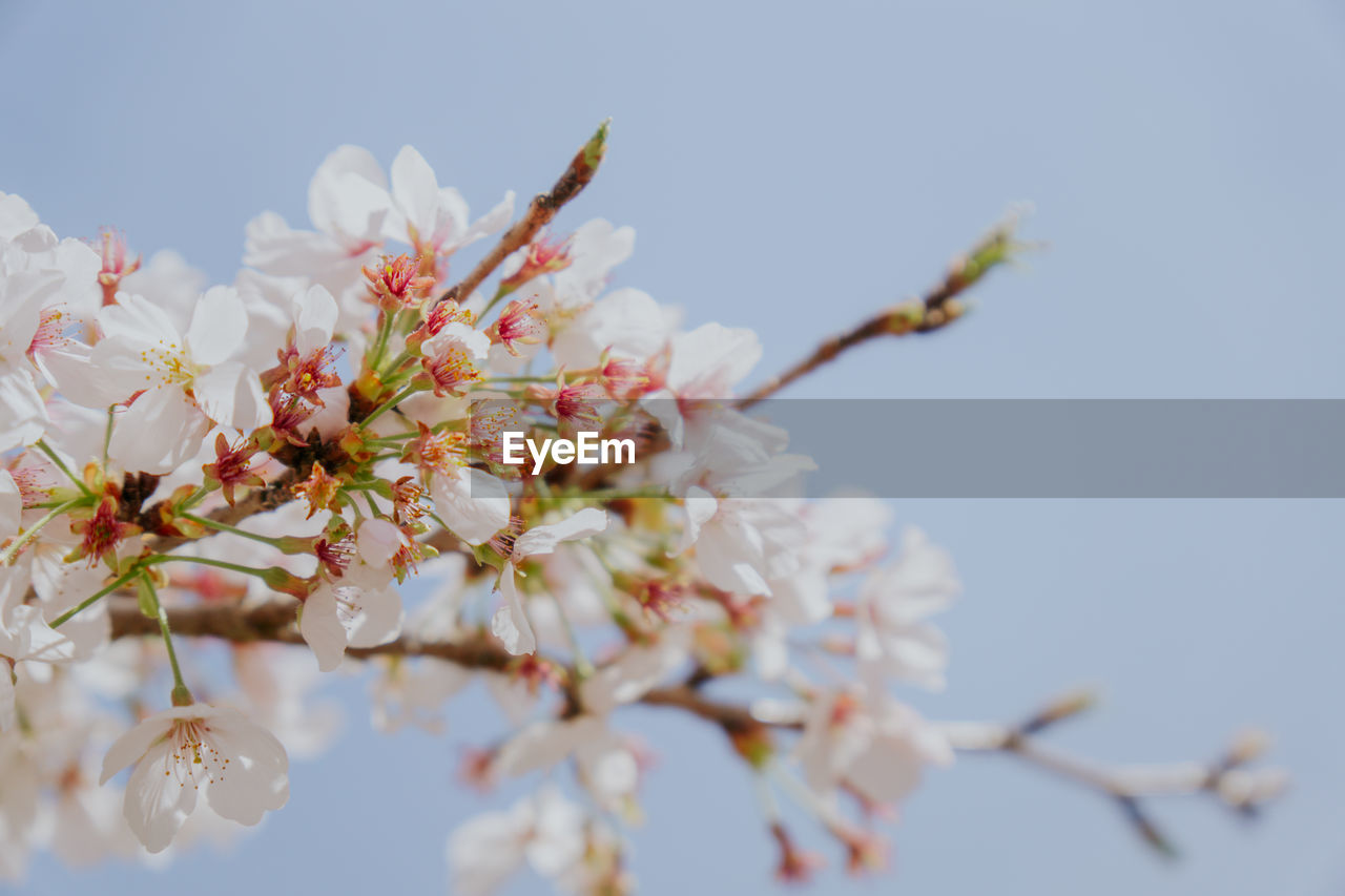 plant, flower, flowering plant, blossom, freshness, fragility, tree, beauty in nature, nature, branch, springtime, growth, spring, close-up, sky, no people, cherry blossom, macro photography, day, petal, outdoors, twig, pink, produce, selective focus, blue, almond tree, focus on foreground, white, clear sky, food and drink, flower head, low angle view, inflorescence, fruit, fruit tree, food, cherry tree, tranquility, botany