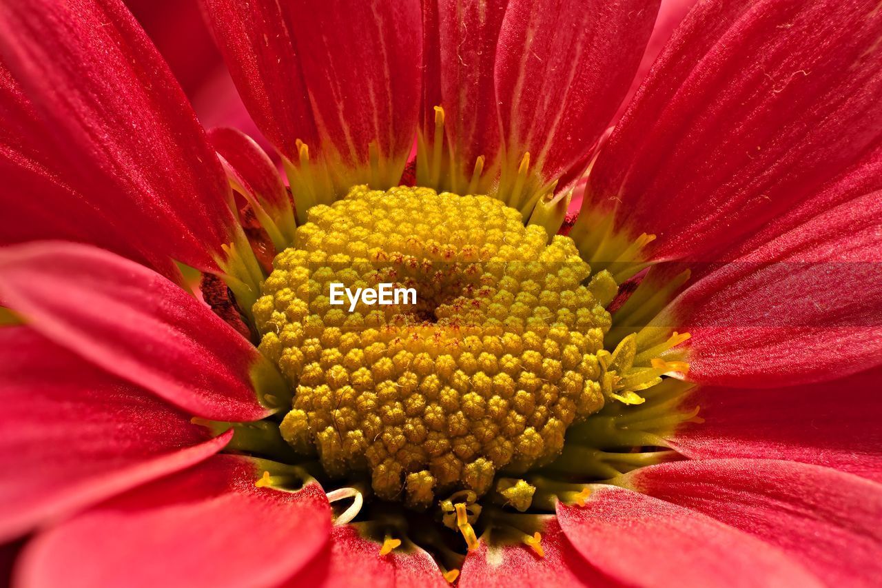 Extreme close up of pink flower