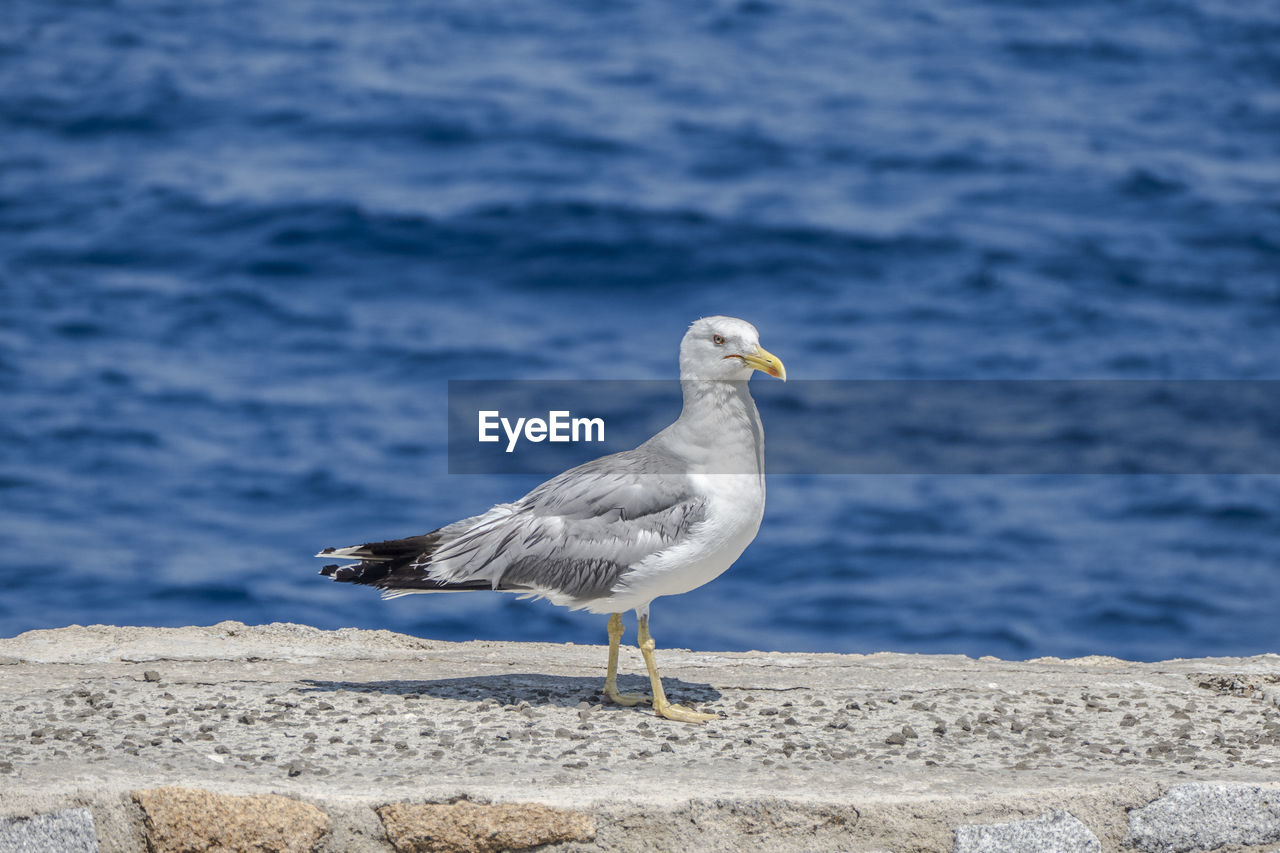 Seagull perching on a beach