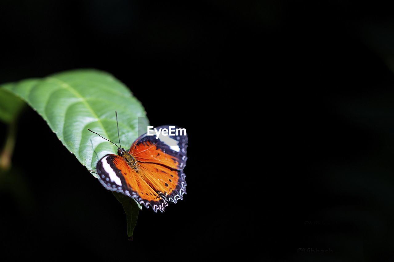 CLOSE-UP OF BUTTERFLY ON PLANT