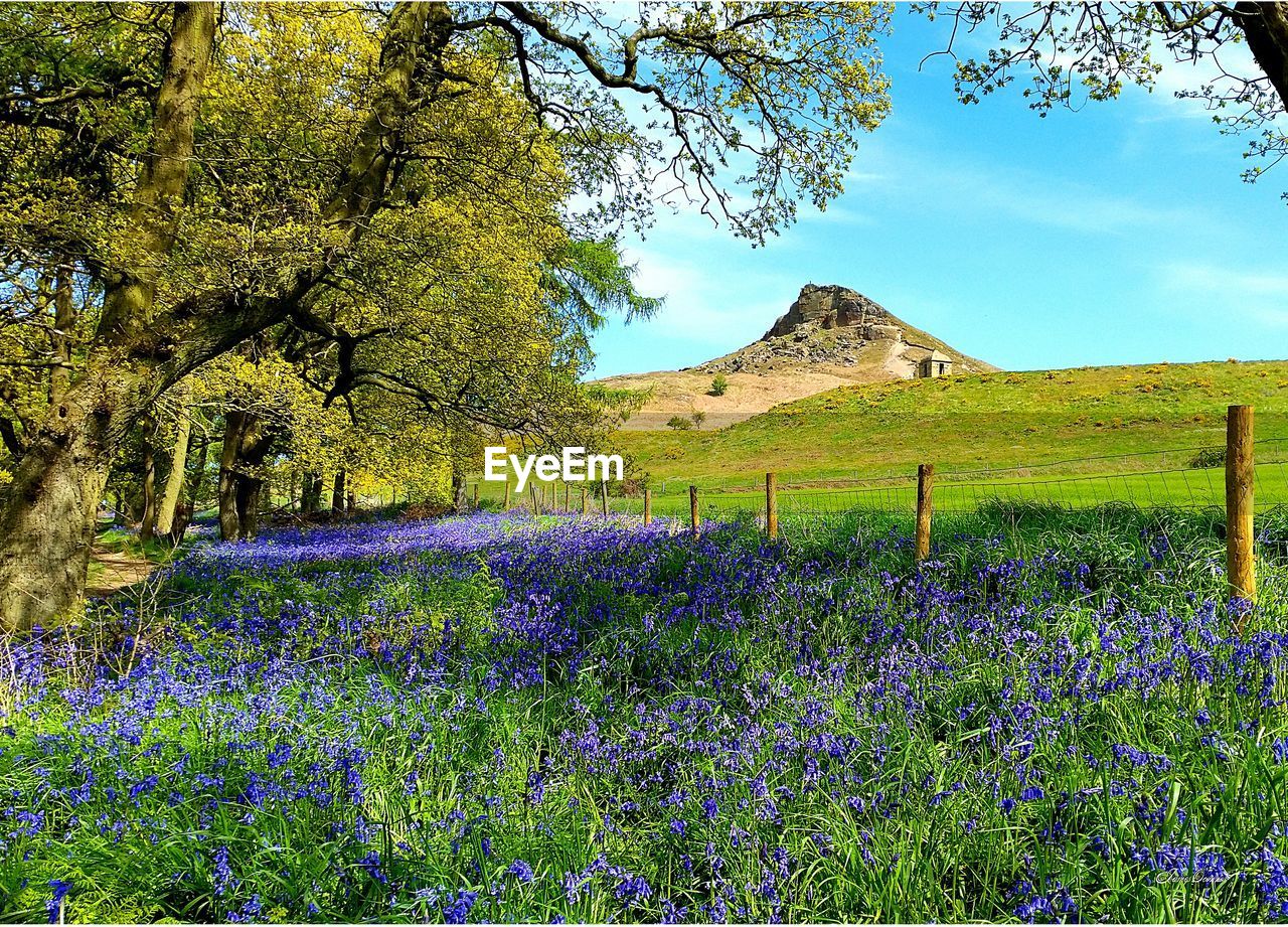 SCENIC VIEW OF PURPLE FLOWERING PLANTS ON FIELD