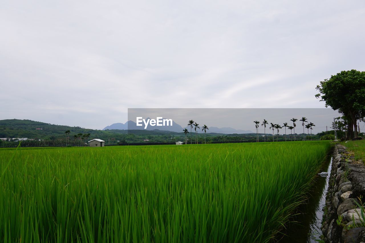 Scenic view of green farm against sky at dusk