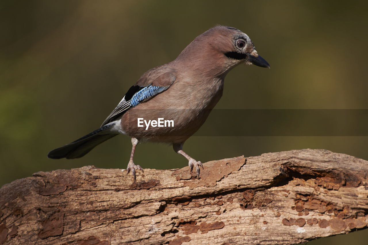 animal themes, animal, animal wildlife, bird, wildlife, one animal, beak, nature, perching, songbird, full length, focus on foreground, wood, close-up, side view, no people, sunbeam, day, black, tree, outdoors, branch, multi colored, rock, beauty in nature, pattern, tree trunk, portrait, standing, colored background, selective focus, surface level, plant, trunk, outdoor pursuit, sitting, sunlight