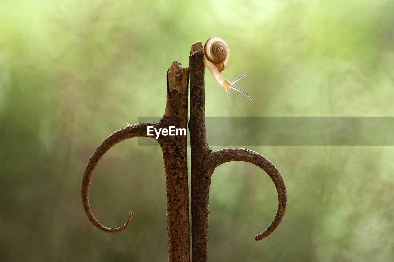 CLOSE-UP OF SNAIL ON RUSTY METAL OUTDOORS