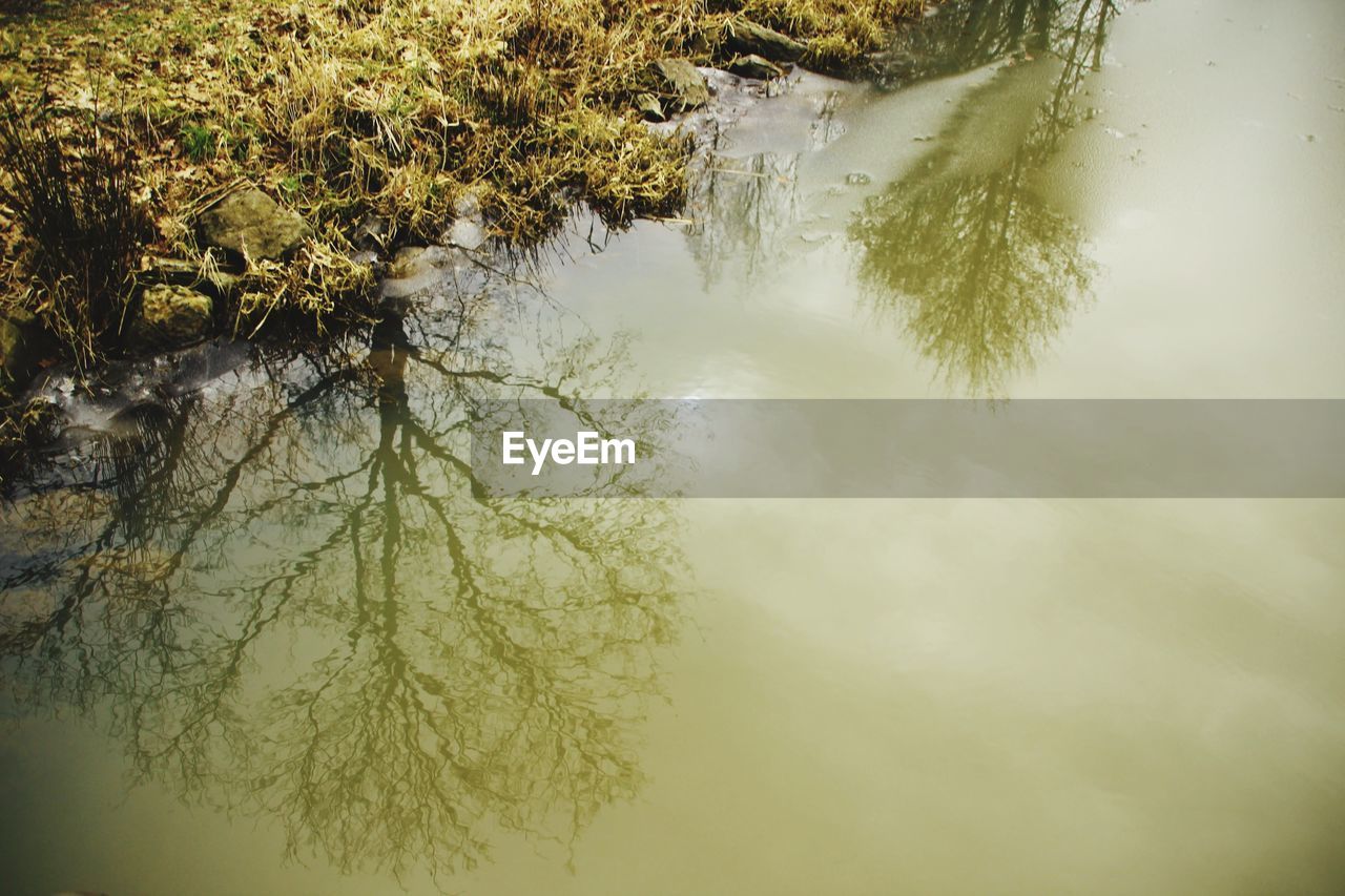 REFLECTION OF TREE IN LAKE