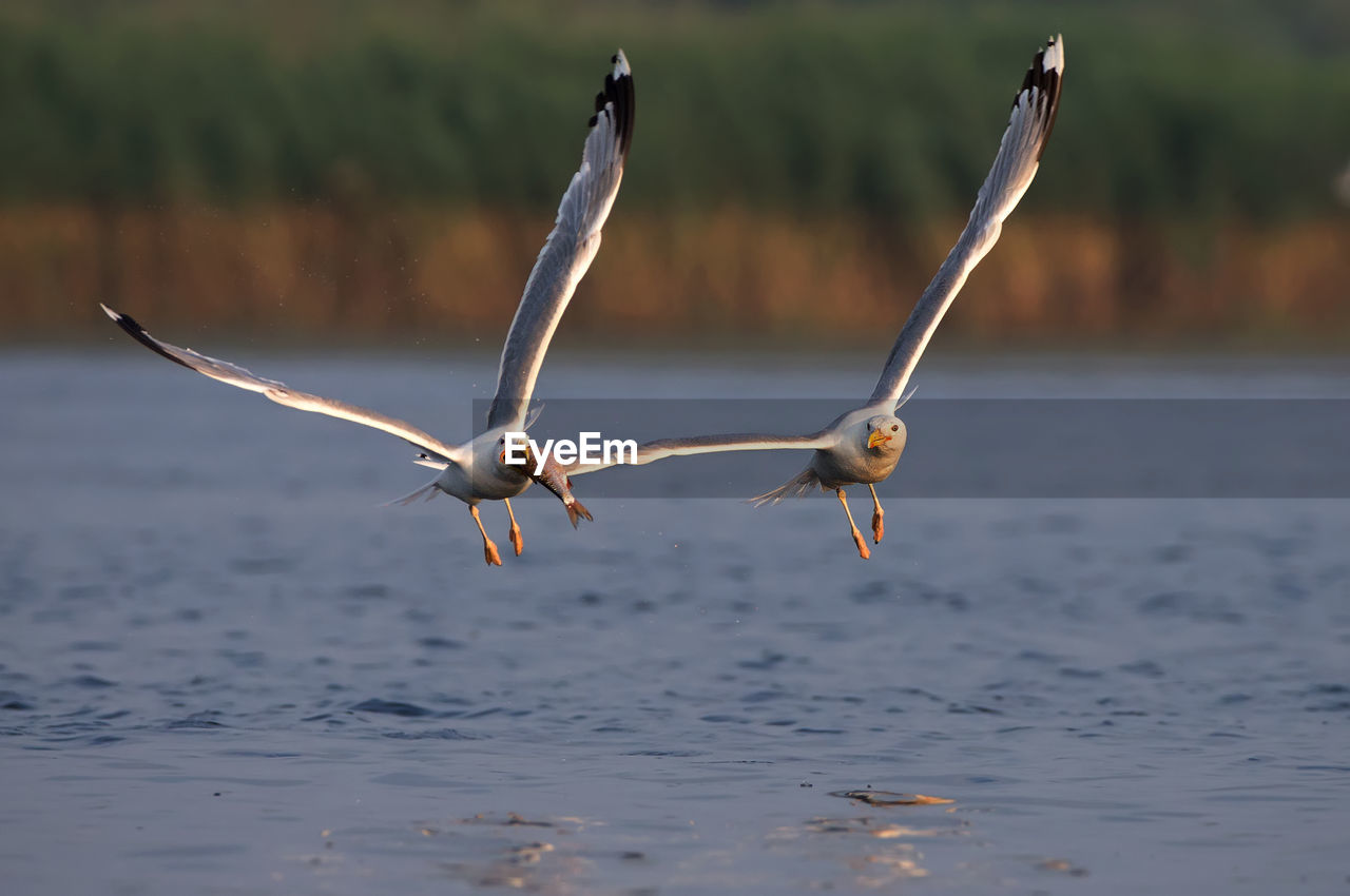 BIRD FLYING AGAINST WATER