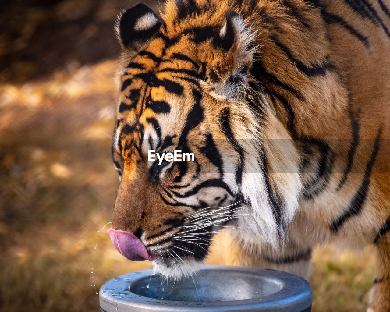 Close-up of a tiger drinking