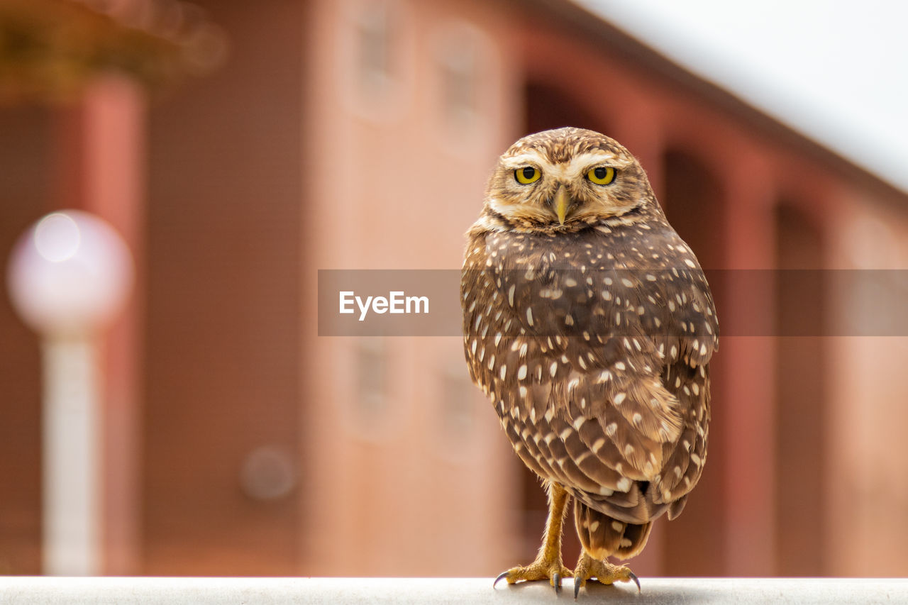 Close-up of owl perching