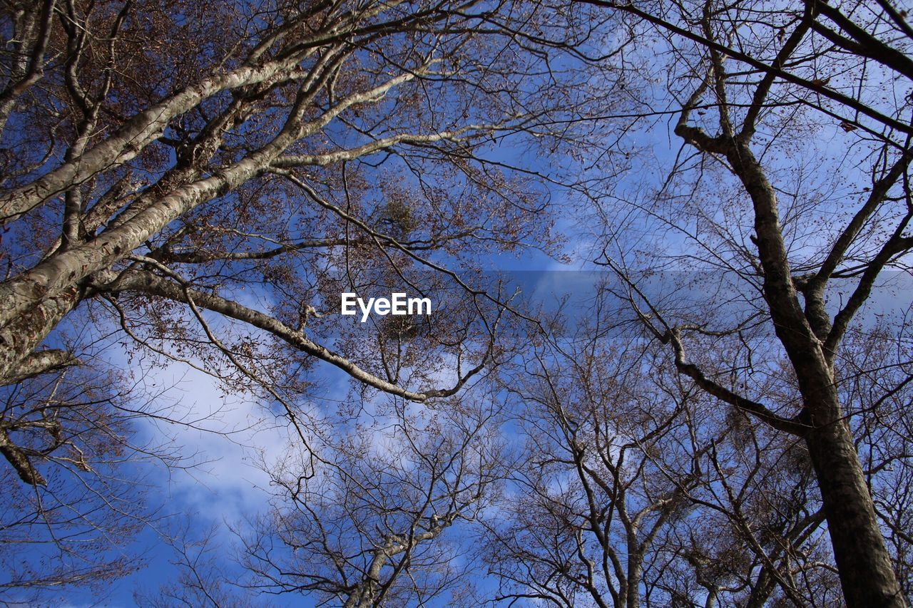 LOW ANGLE VIEW OF TREE AGAINST THE SKY