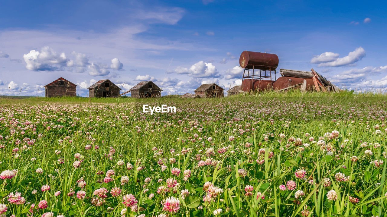 Plants growing on field against buildings