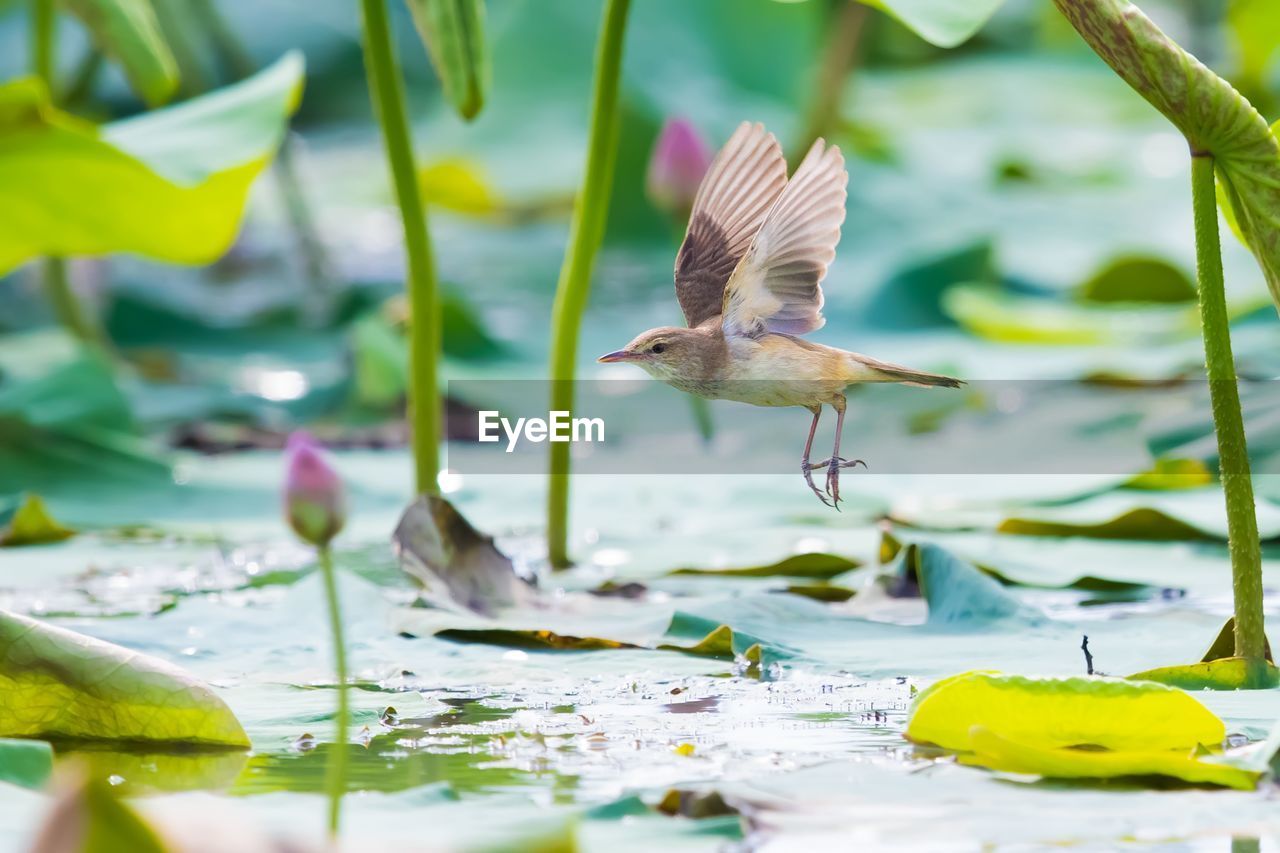 SEAGULL FLYING OVER LAKE