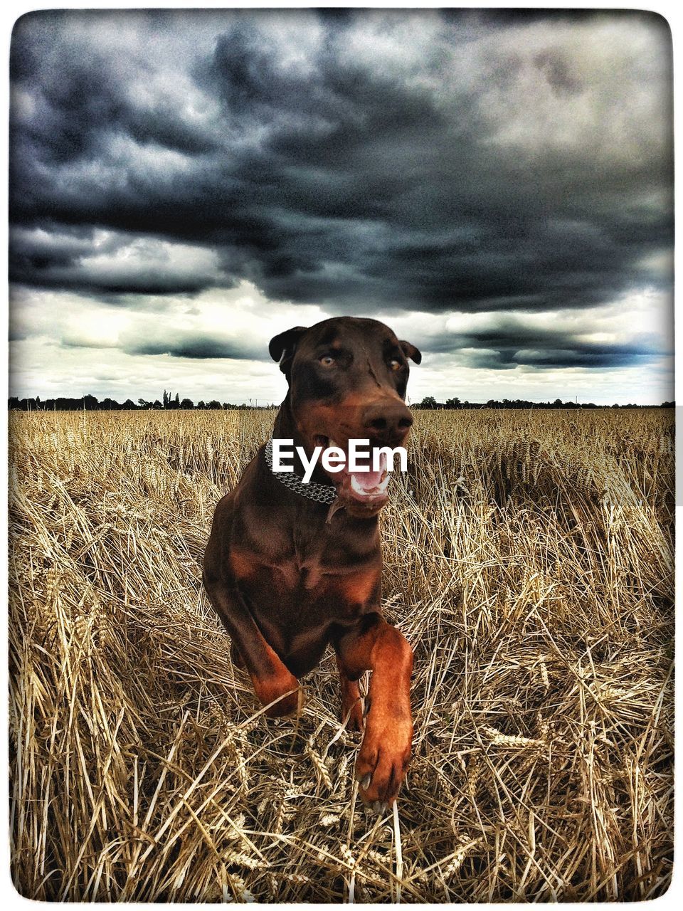 DOG STANDING ON GRASSY FIELD AGAINST CLOUDY SKY