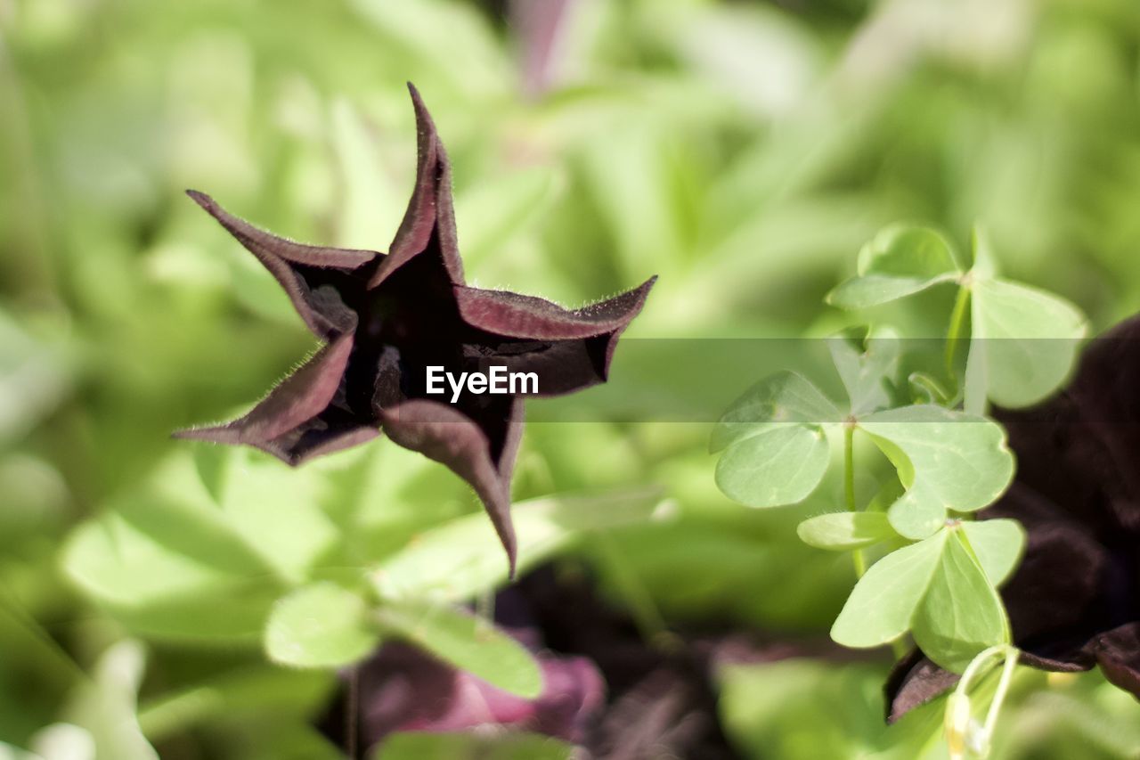 Close-up of green leaves on plant