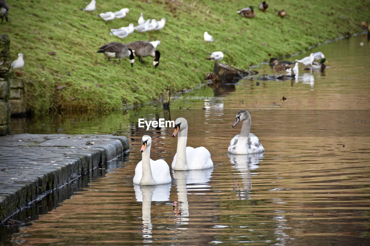 SWAN SWIMMING IN LAKE