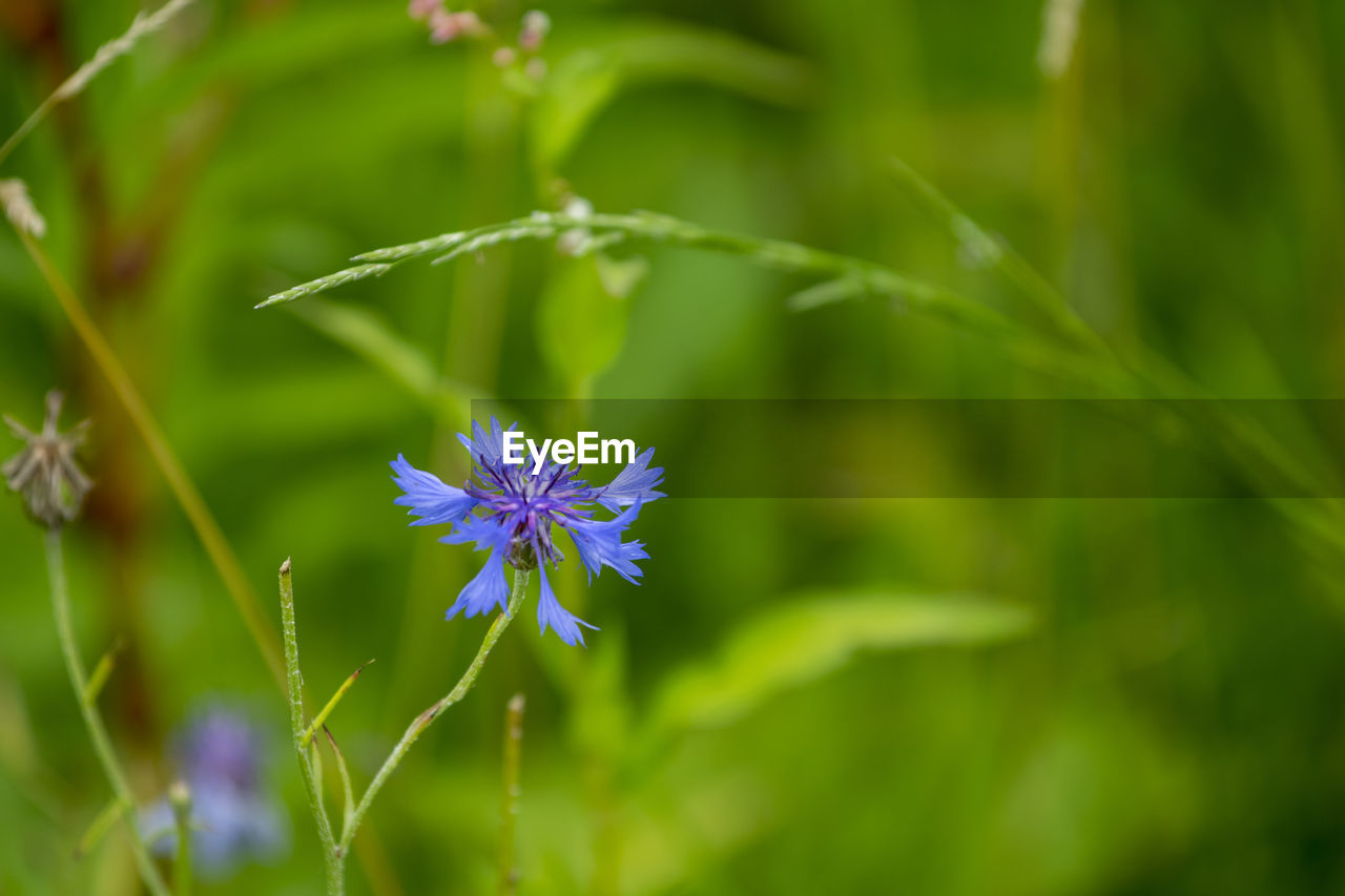 Close-up of purple flowering plant