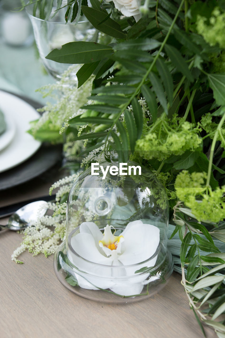 HIGH ANGLE VIEW OF VEGETABLES AND PLANTS ON TABLE