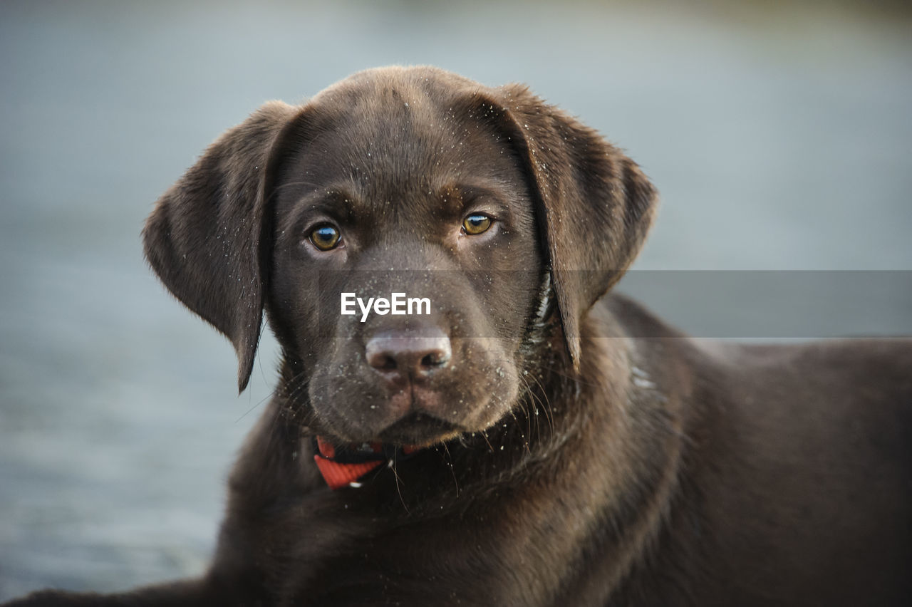 Portrait of chocolate labrador puppy