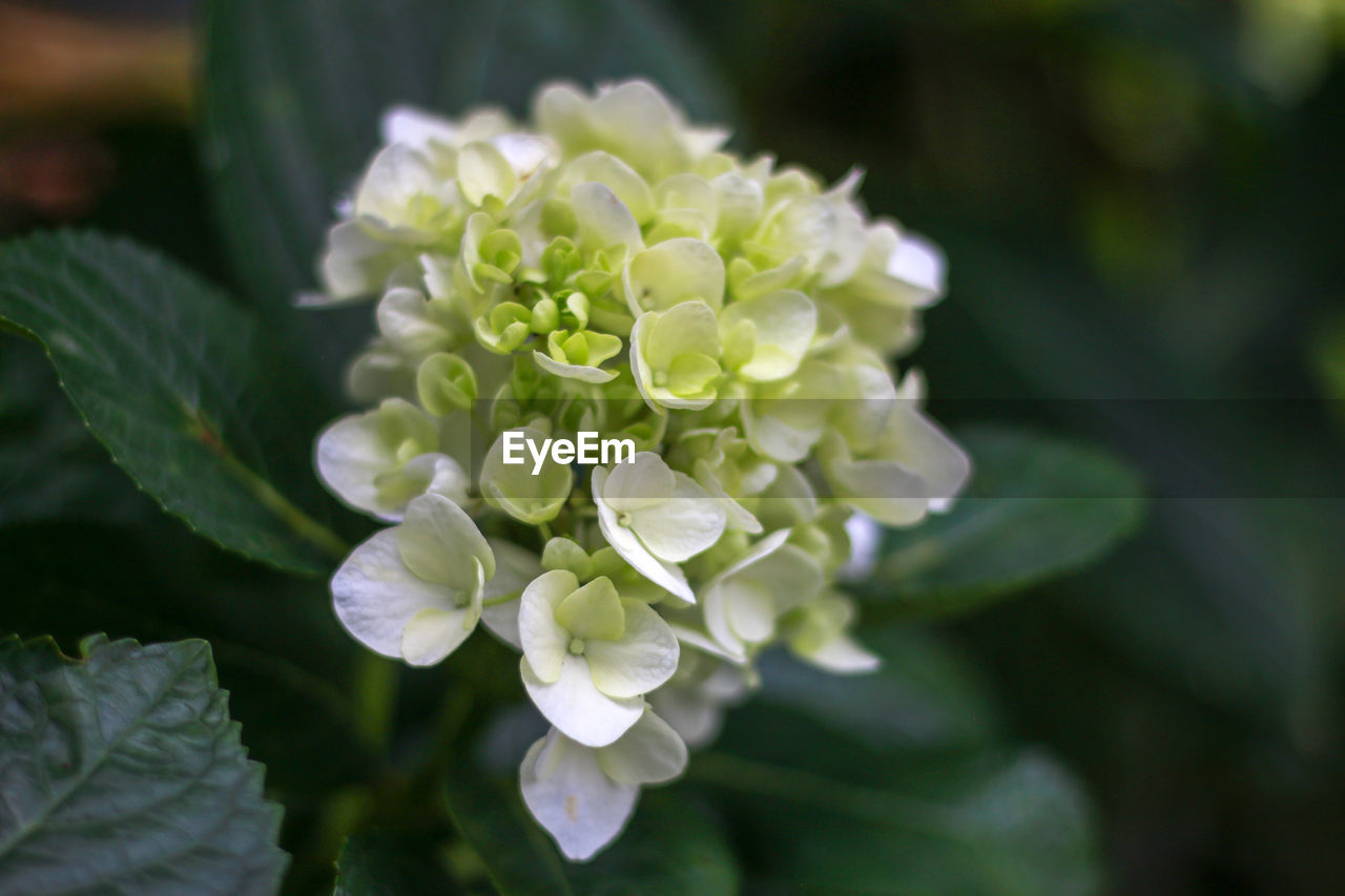 Close-up of white flowering plant