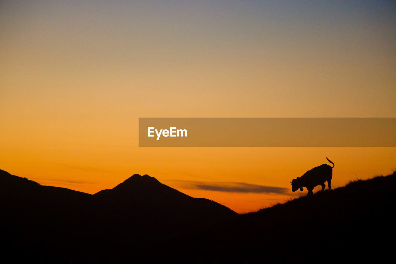 Mountain silhouette at orange sunset with cow, pyrenees, france