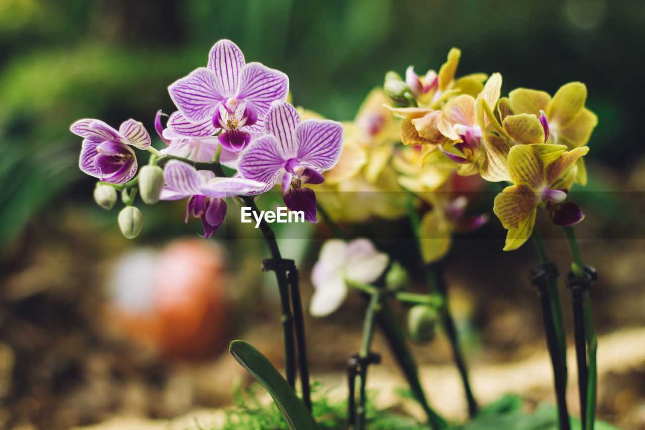 Close-up of flowers against blurred background