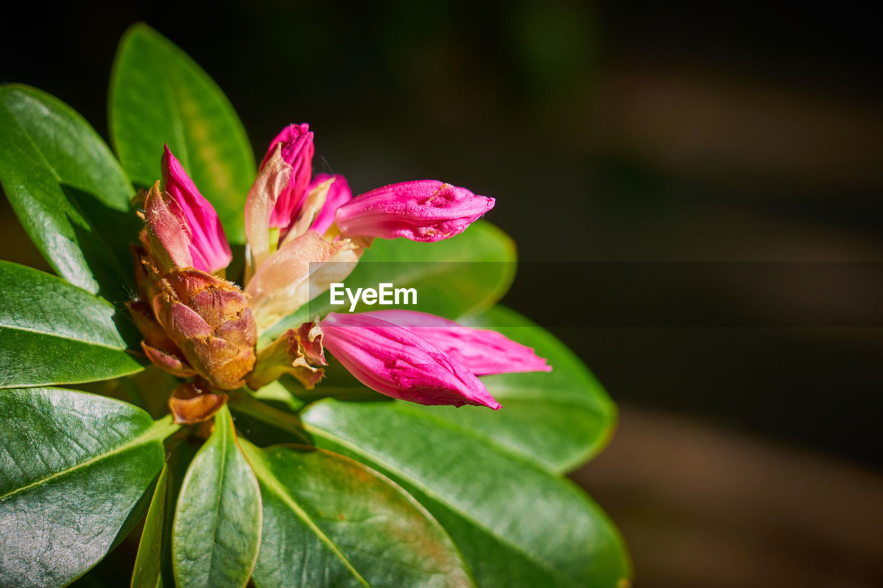 CLOSE-UP OF PINK ROSE FLOWER