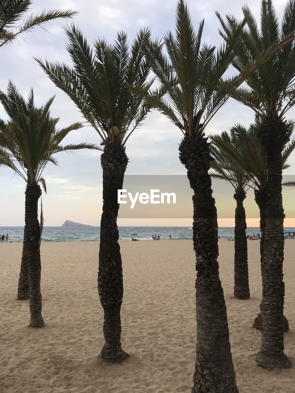 SCENIC VIEW OF PALM TREES ON BEACH